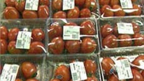 Tomates d'Espagne : le bagne sous cellophane [DR]