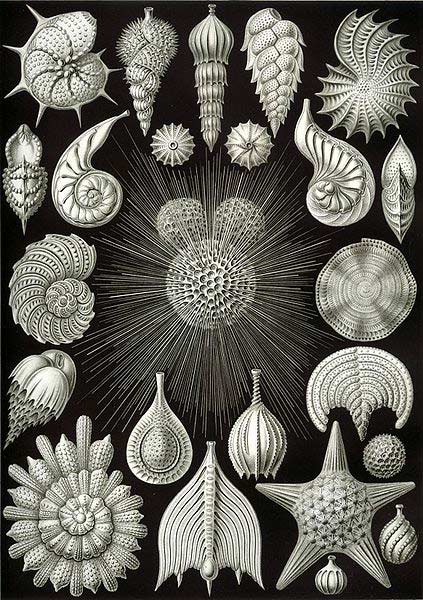 "Kunstformen der Natur": des protistes peints par Ernst Haeckel en 1904. [wikimedia] [wikimedia]