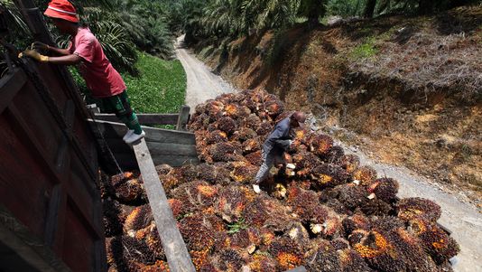 La mention de l'huile de palme sur les étiquettes obligatoire dès 2016 4460892
