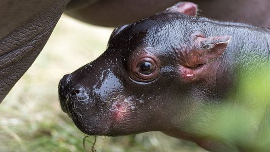 Il n'y avait pas eu de naissance d'hippopotame au zoo de Bâle depuis 2010. [Zoo Basel]