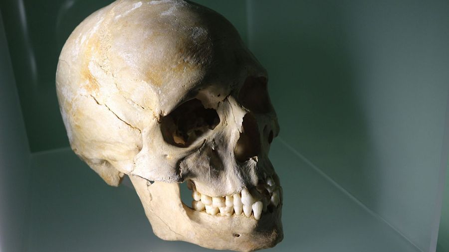 Un squelette de chasseur azilien (Paléolithique final) découvert dans la grotte du Bichon à La Chaux-de-Fonds (Suisse) offre de nouvelles indications sur les populations à l'origine des Européens actuels. 5864567