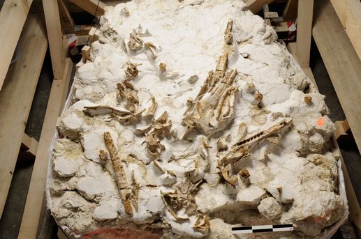 Résultat de recherche d'images pour "peau crocodile fossile"
