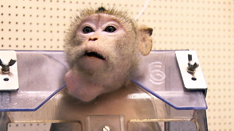 Pourra-t-on un jour se passer complètement de l’expérimentation animale?