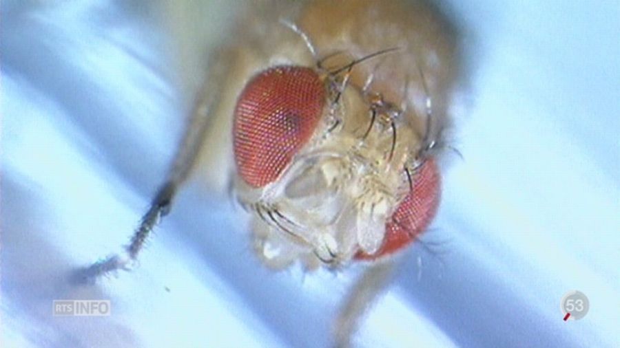 VD: une découverte sur l’odorat des mouches remet en questions certaines théories génétiques