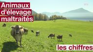 Des centaines d'animaux sont maltraités par leurs éleveurs en Suisse [RTS]