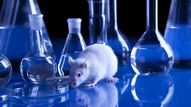 La souris est l'animal le plus utilisé dans l'expérimentation animale. [BrunoWeltmann - Depositphotos]