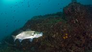 Dicentrarchus labrax est le nom scientifique du bar, poisson de mer. Ici, un spéciment dans la mer tyrrhénienne, au large de l'île d'Ischia, en Italie. [Franco Banfi - Biosphoto via AFP]