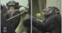 Des chercheurs suisses utilisent l’intelligence artificielle pour tenter de comprendre le langage des singes [RTS]