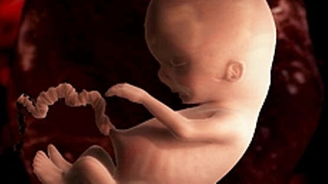L'odyssée de la vie: embryon
