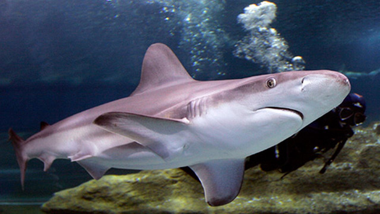Un tiers des requins de haute mer sont menacés d'extinction
