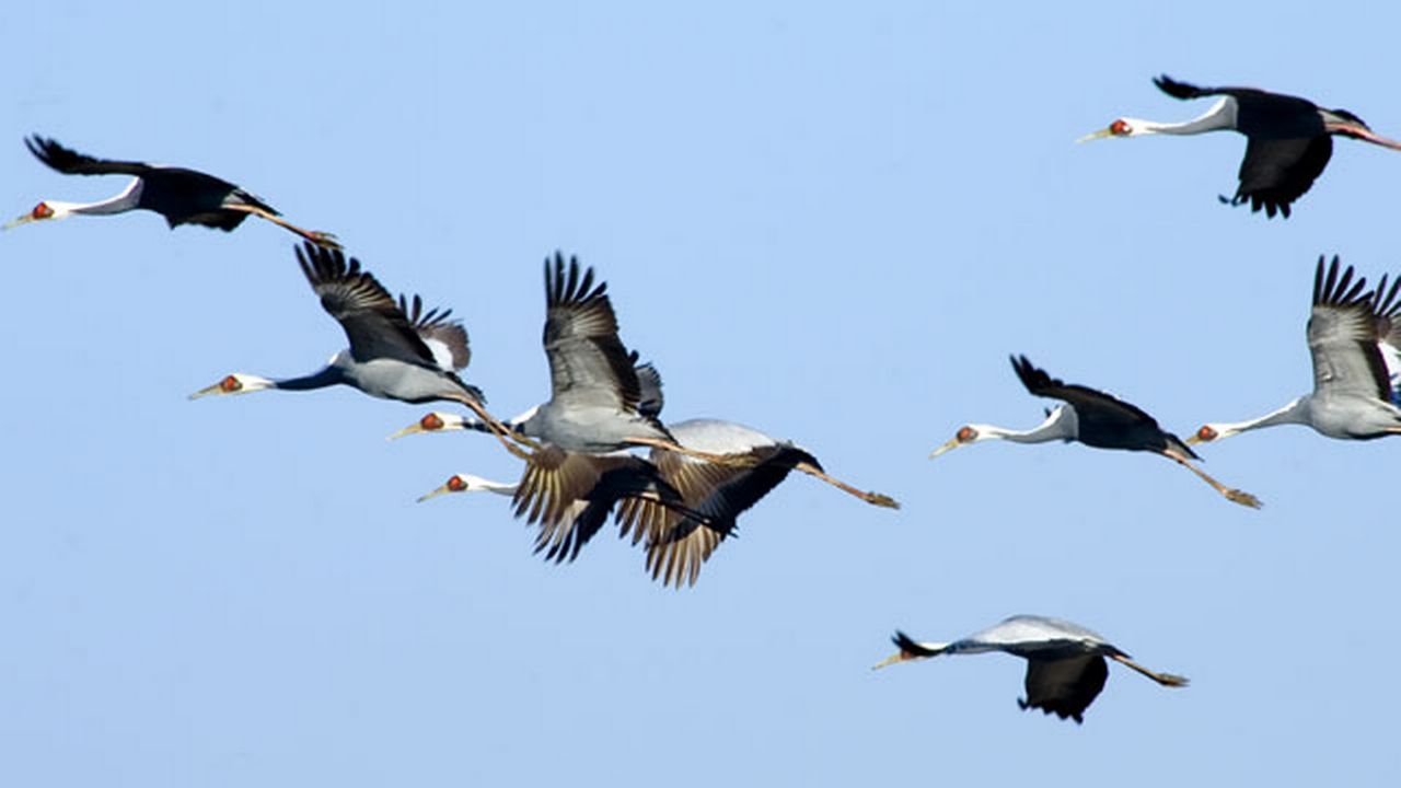 Comment font les oiseaux migrateurs pour ne pas s'égarer? [kim yeonsoo/fotolia]