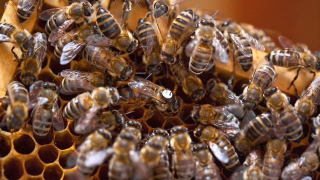 Les abeilles sont victimes d'un mystérieuse hécatombe. [Martin Rütschi - Keystone]