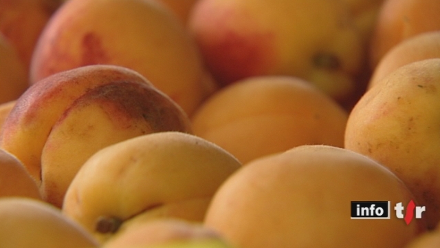 VS: les producteurs d'abricots déplorent un mois de juillet maussade