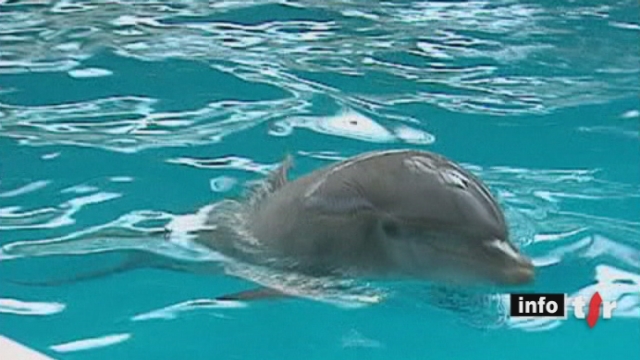 Deux dauphins sont morts en moins d'une semaine dans le parc d'attraction de Thurgovie