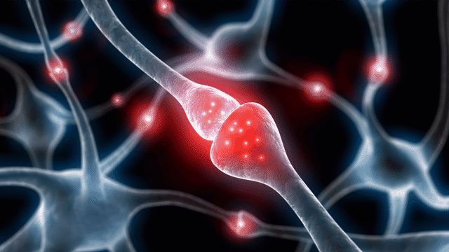 Neurone "amoureux". [psdesign1 - fotolia]
