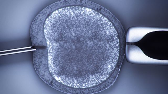 Un ovule lors d'une opération de fécondation in vitro.  [digitalbalance - Fotolia]