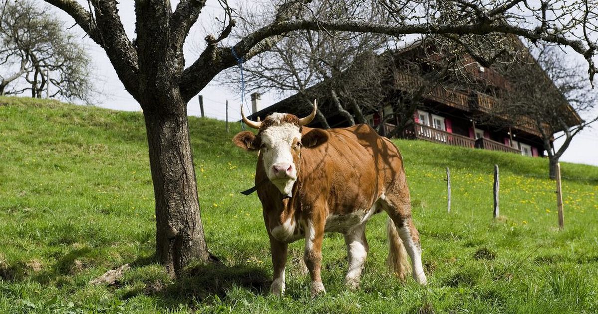 Les attaques de vaches contre les randonneurs sont en hausse 