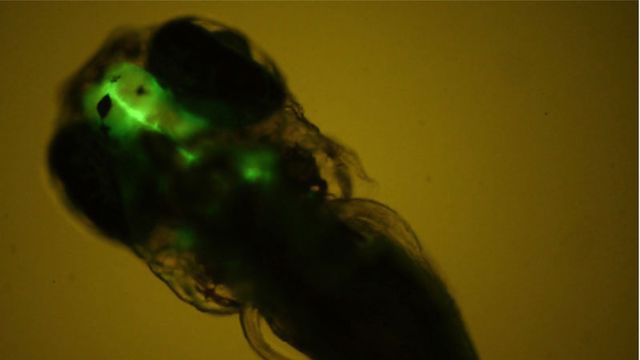 Observation de la fluorescence dans le cerveau de l’embryon de poisson zèbre. [O. Kah - Inserm]