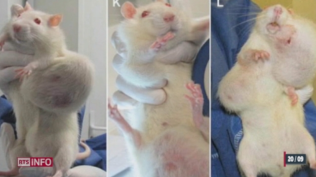 Une étude menée sur des rats montre que le maïs OGM aurait des conséquences graves, comme un taux de mortalité très supérieur à la normale