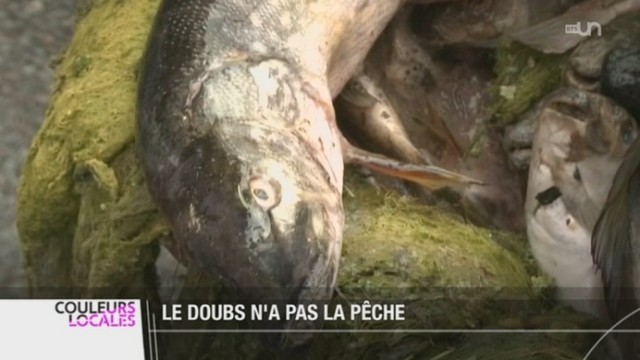 Le Doubs est devenu un cours d'eau peu hospitalier pour les poissons