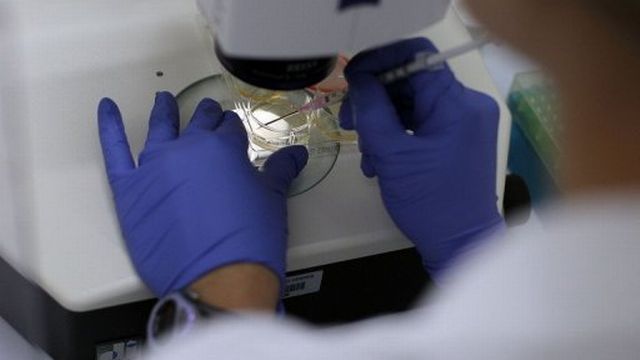 Un scientifique travaille sur des cellules-souches à l'Université du Connecticut de Farmington (Etats-Unis), en août 2010 [AFP]