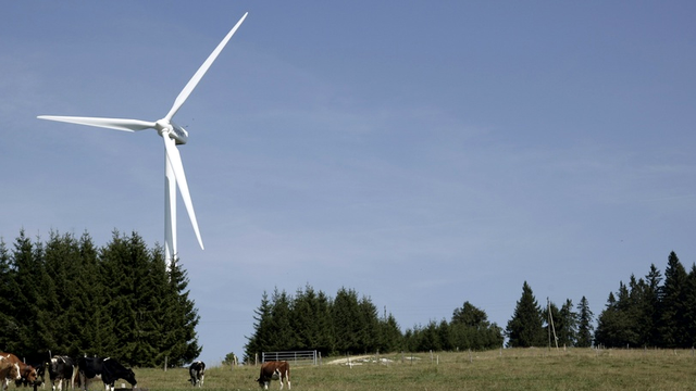 Au Mont-Crosin, dans le Jura bernois, les vaches paissent aux pieds des éoliennes. [Keystone]