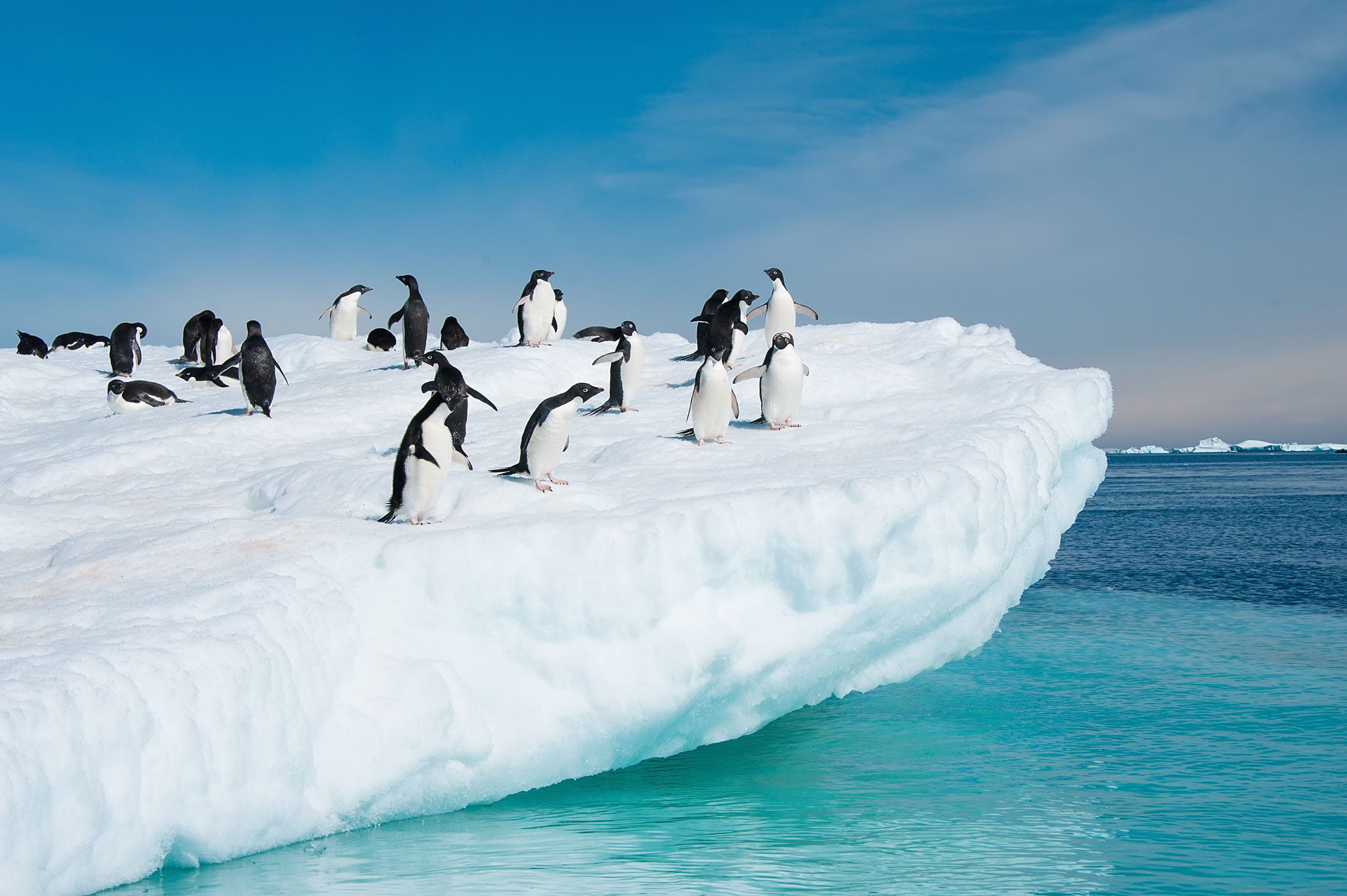 La faune et la flore de l'Antarctique sont régis par des lois très strictes.