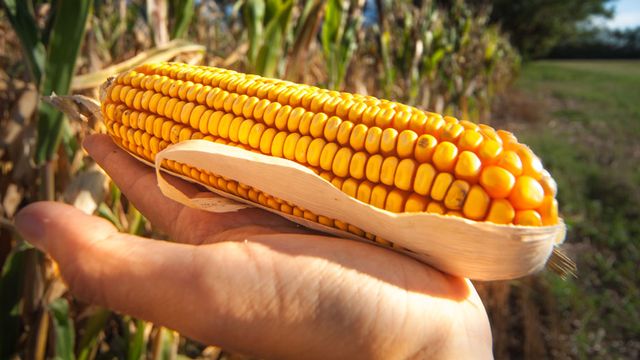 Une étude, publiée cet été et mandatée par la Confédération, n'a pas décelé de risques liés aux OGM. [andreamuscatello ]