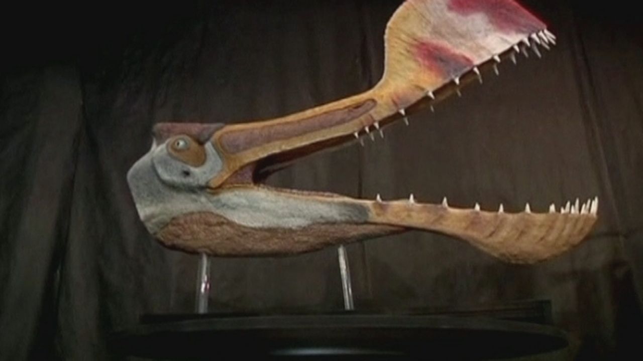 Le fossile le plus complet de ptérosaure est brésilien