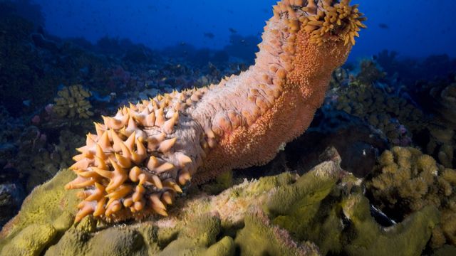 L'usage médicinal du concombre de mer date d'au moins 5000 ans. [Yann Hubert - AFP]