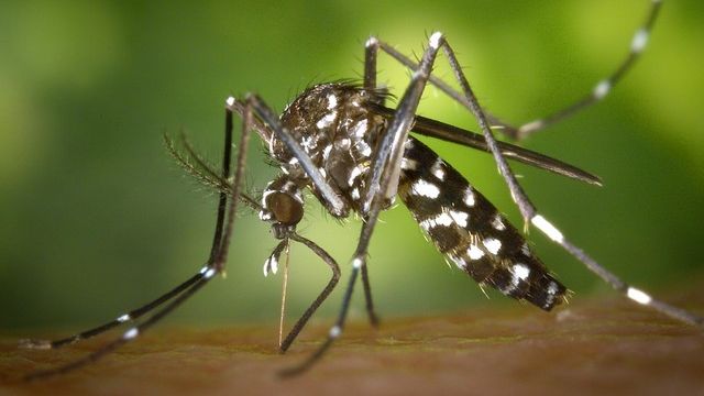 Le moustique tigre est un porteur de maladies dangereuses comme la dengue. [James Gathany - cdc - Fotolia]