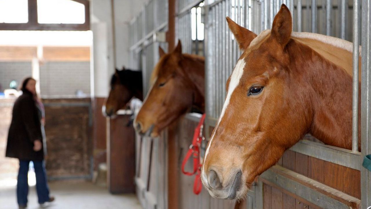 Un réseau mafieux belge aurait écoulé des chevaux achetés à des centres équestres. [Laurent Gilliéron - Keystone]