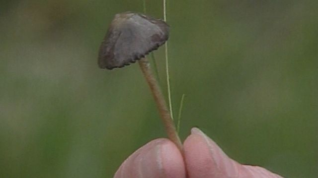 Psilocybe, un champignon aux vertus particulières. [RTS]
