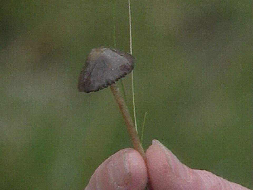 Psilocybe, un champignon aux vertus particulières. [RTS]