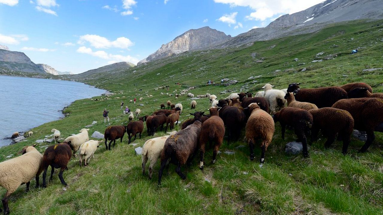 Un troupeau de 850 moutons près du col de la Gemmi, dans la région de Loèche-les-Bains (VS). [Maxime Schmid - Keystone]