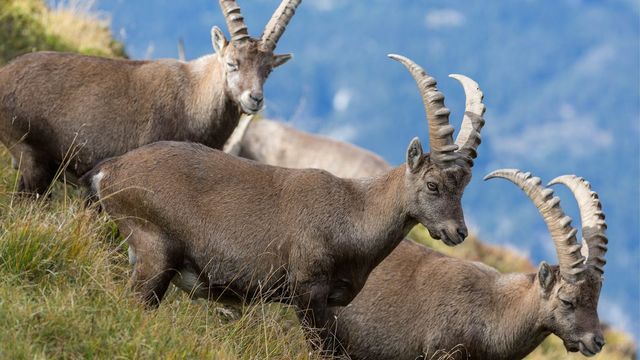 Moins de chamois, de chevreuils ou de cerfs que prévu ont été abattus en Valais. [Arno Balzarini - Keystone]
