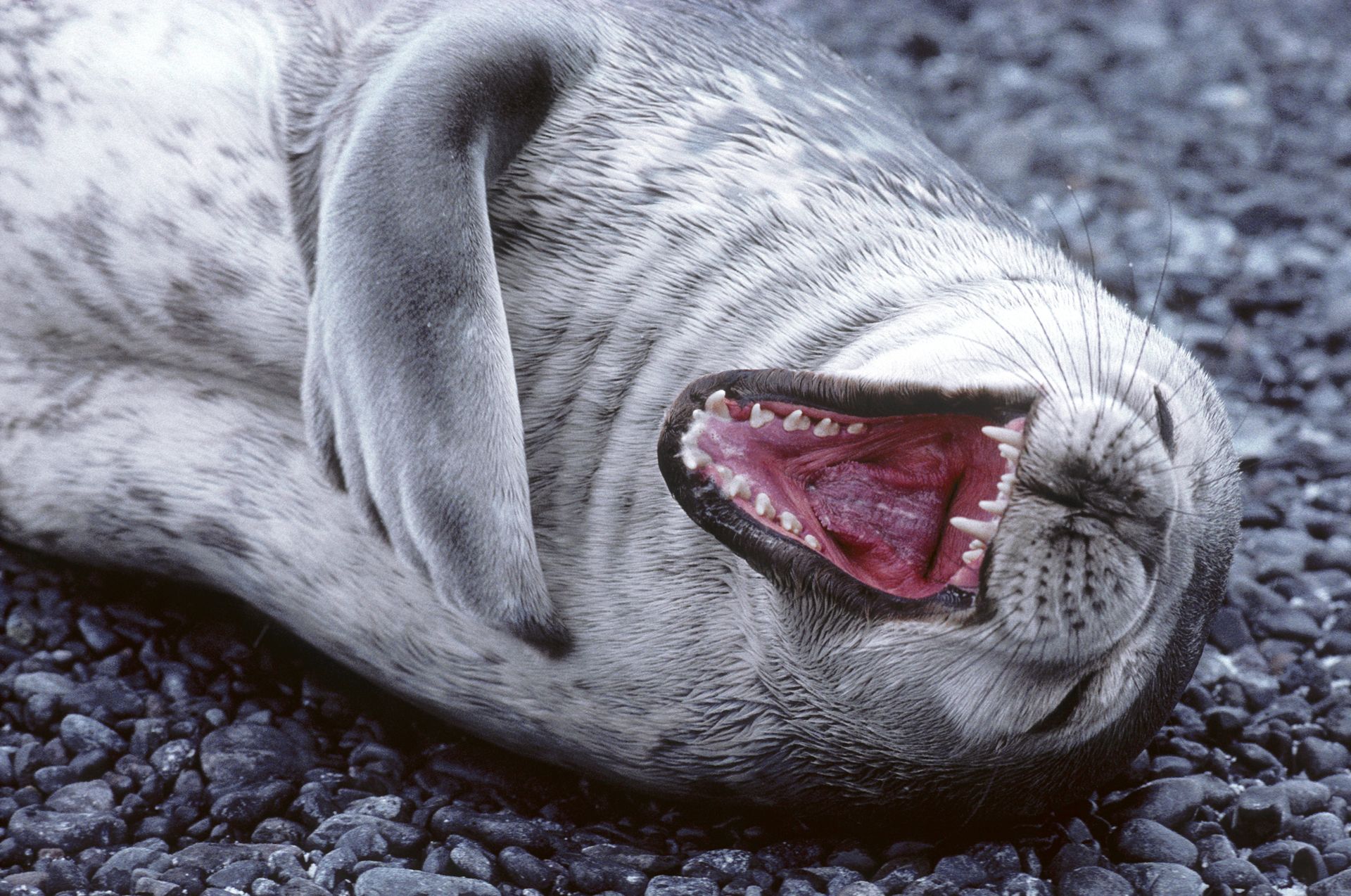 Плачем от смеха. Смешные морские животные. Тюлень ржет. Смех тюленя. Тюлень зевает.