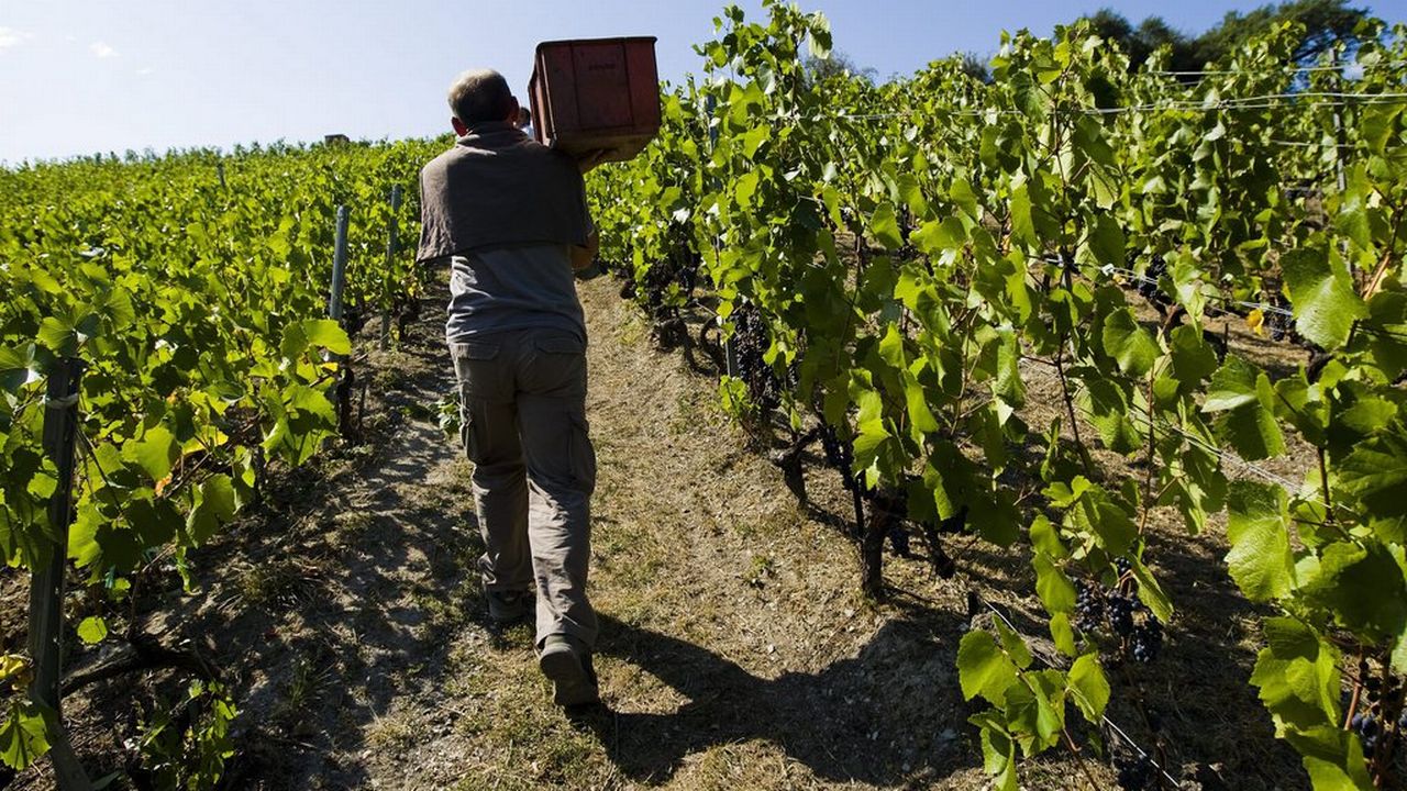 Les vignerons tablent sur une récolte de 10 à 40, voire 50 %, inférieure à une année normale. [Jean-Christophe Bott - Keystone]