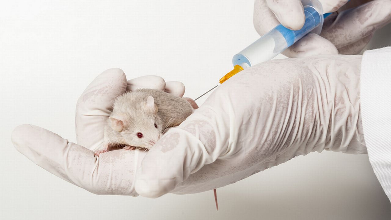 Les souris font les frais de l'expérimentation animale.
Vera Kuttelvaserova
Fotolia [Vera Kuttelvaserova - Fotolia]