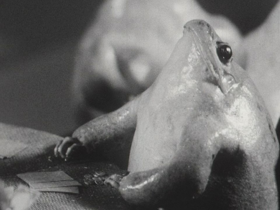 Une résidente du Musée des grenouilles d'Estavayer-Le-Lac, en 1965. [RTS]