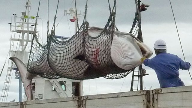 Déchargement d'une baleine de Minke sur l'île d'Hokkaido. [AP Photo/Kyodo News]