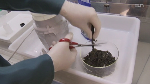 Les algues en provenance du Japon: les tests [RTS]