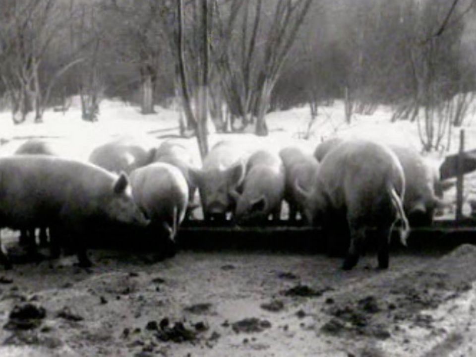 Des cochons en liberté dans la neige: quelle vie saine! [RTS]