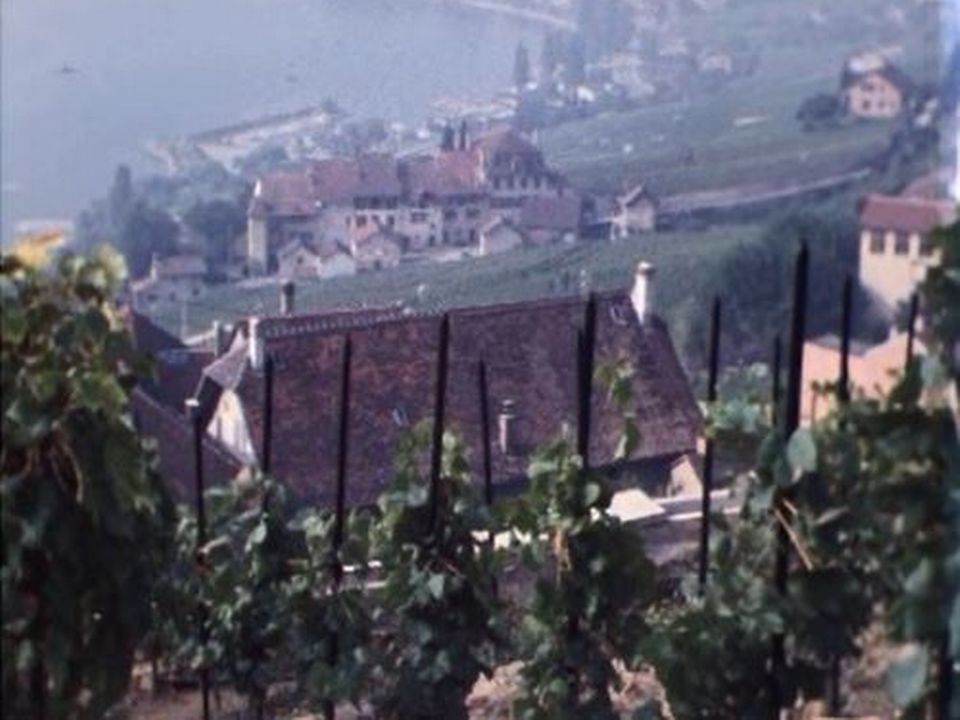 Portrait d'un village vigneron du Lavaux à l'heure des vendanges. [RTS]