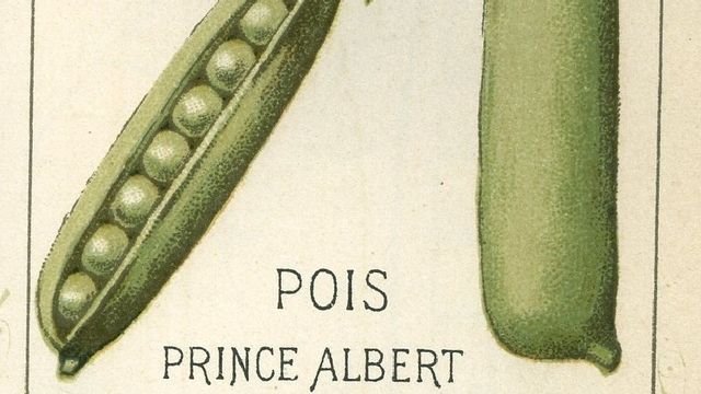 Pois Vilmorin   Prince Albert [Domaine public (affiche 19ème siècle)]