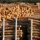 Utiliser du bois local pour construire des bâtiments publics, c'est l'option que privilégient de nombreuses collectivités. [Arno Balzarini - Keystone]