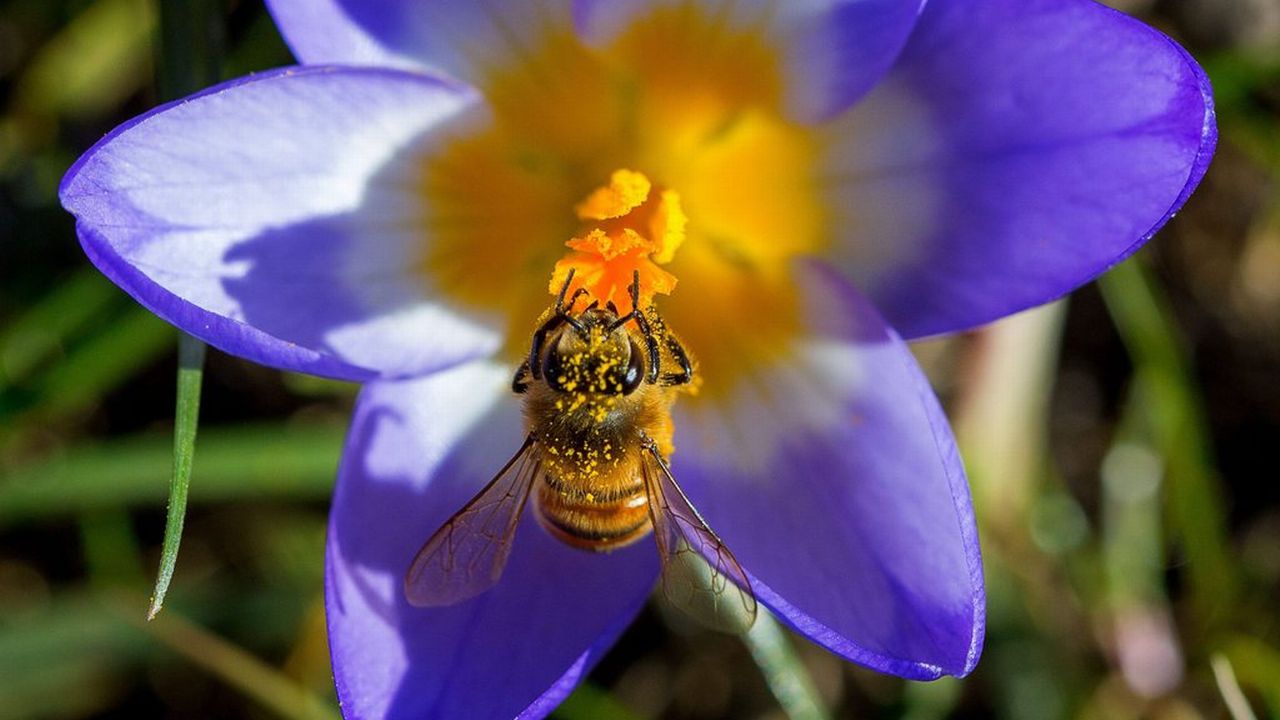 Selon plusieurs études, l'usage intensif des pesticides menace la survie les abeilles. [EPA/Jens Büttner - Keystone]