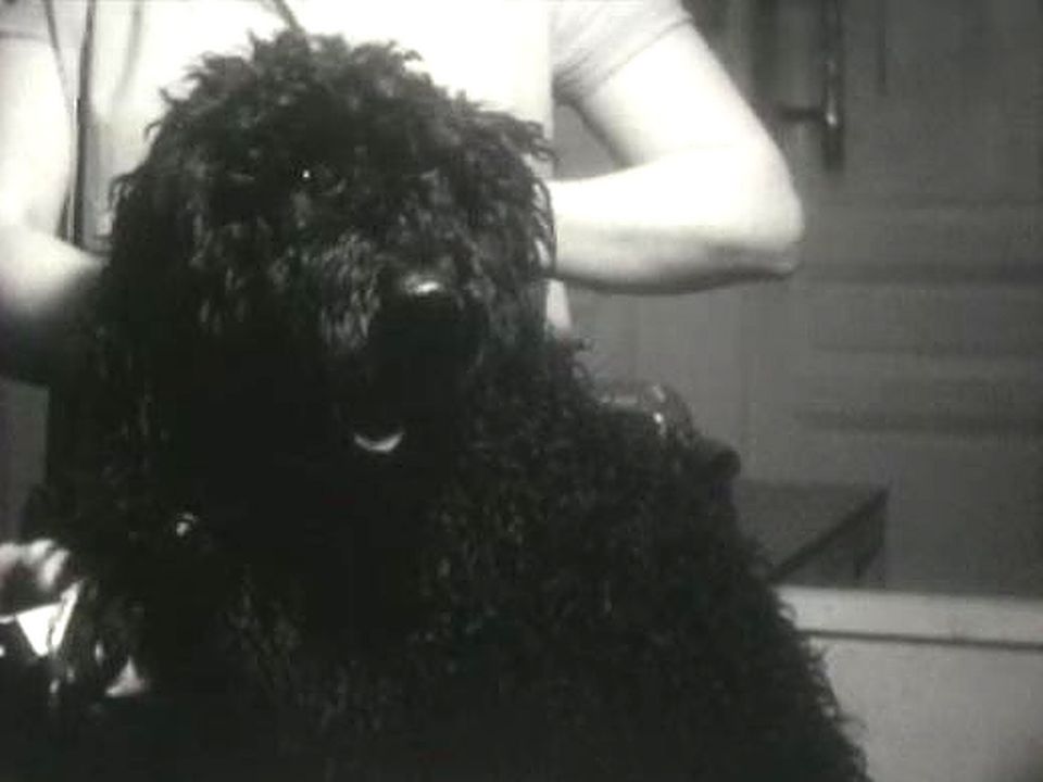 Toilettage pour chien, 1963. [RTS]