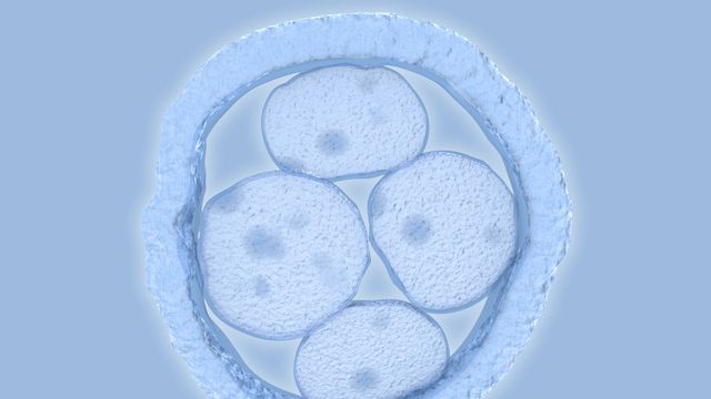 Le DPI permet de diagnostiquer des maladies génétiques chez l’embryon.
Juan Gärtner
Fotolia [Juan Gärtner - Fotolia]