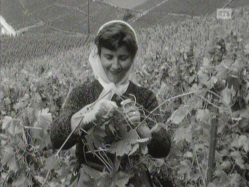 Les effeuilleuses de la Vallée d'Aoste travaillant dans les vignes du Lavaux en 1966. [RTS]